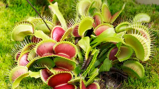 Как избавиться от мошек над фруктами: эффективная ловушка с яблочным уксусом