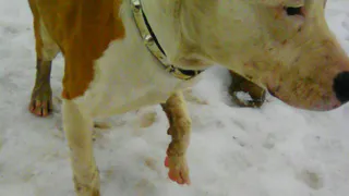 Рязанцы выгнали бойцовскую собаку на улицу (фото)