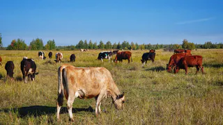 Где найти натуральное мясо для детей: отвечает фермер