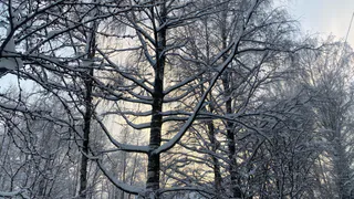 Прогноз погоды на 25 февраля в Коми обещает температуры от -7 до -28 °C