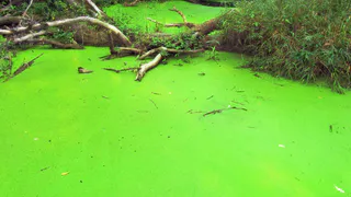 "Зелёное море вместо Чёрного!": Туристы массово требуют возмещения за ужасный отпуск