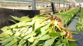 Подготовка к 8 марта во Владимирской области: выращивание тюльпанов будет ускоренным