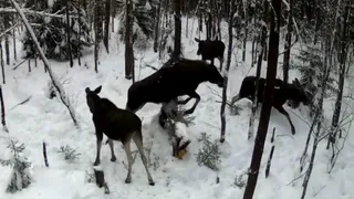 Фотоловушка Киржачского района запечатлела борьбу лосей за минералы