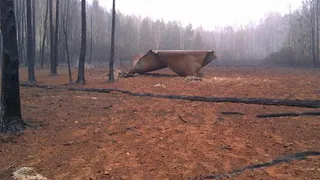 Авария на газопроводе устранена - газоснабжение Путятинского района восстановлено