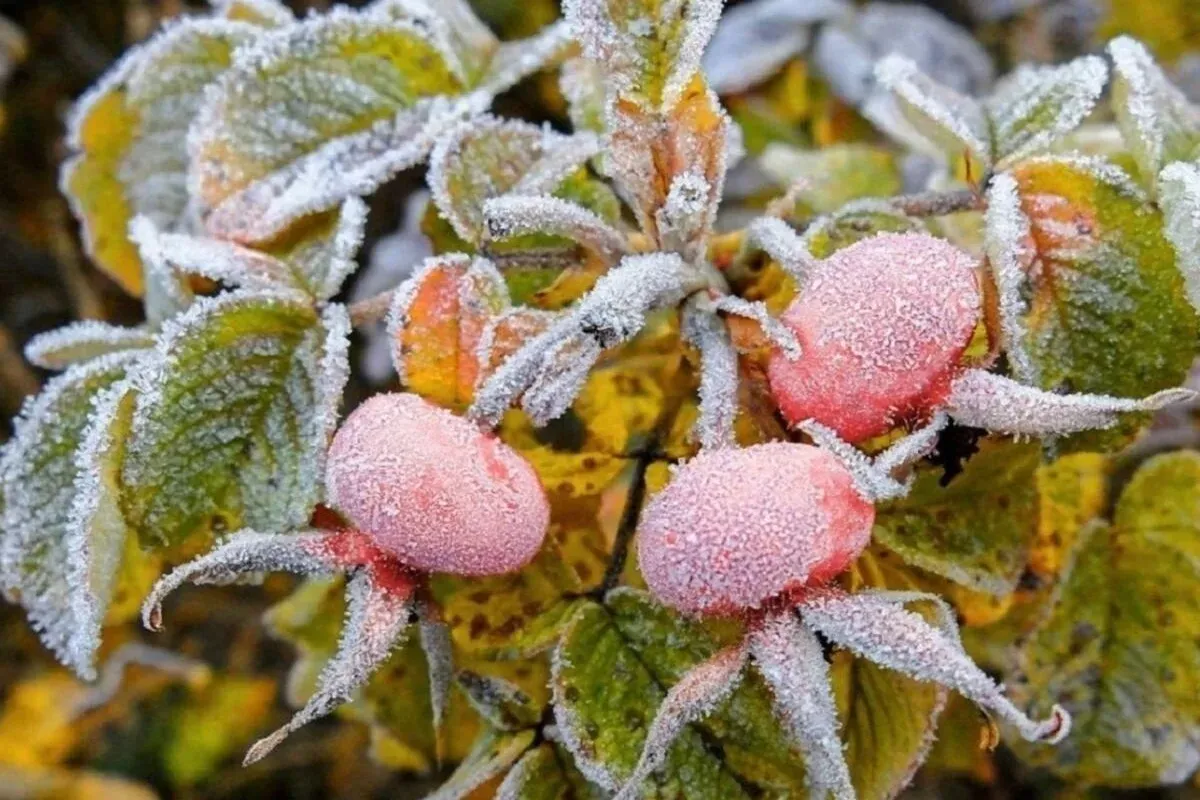 В Центральной России ударили первые заморозки: синоптик предупредил о ночных похолоданиях