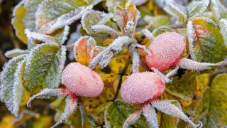 В Центральной России ударили первые заморозки: синоптик предупредил о ночных похолоданиях