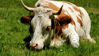 Рязанских водителей оповестили о перегоне скота по Солотчинскому шоссе 12 мая