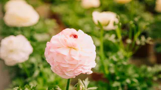 3 горсти на банку — и от муравьёв на цветах даже следа не останется: спасти пионы от вредителя можно