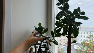 "Яичная болтушка" для толстянки - лучше сотен подкормок: 1 стакан в горшок - и суккулент растет мощнее баобаба