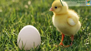 В Коврове специалисты проверяют случай возможного птичьего гриппа