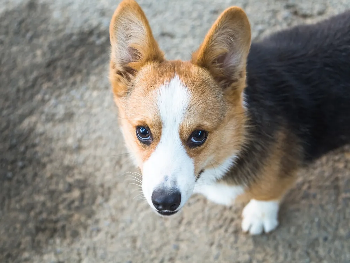 В Челябинской области няня для корги может зарабатывать до 55 тысяч рублей в месяц: необычные вакансии в регионе