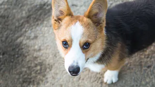 В Челябинской области няня для корги может зарабатывать до 55 тысяч рублей в месяц: необычные вакансии в регионе