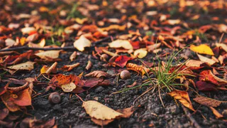 Вношу эти удобрения ближе к зиме — почва весной становится жирной и плодородной. Совет агронома с 30-летним стажем