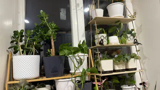 Декабрист "молчал" 4 года: сделал 2 процедуры - через 20 дней лесной кактус засыпал подоконник яркими бутонами