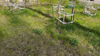 Не сажайте эти 3 дерева в саду около дома - отнимают удачу и энергию, и приносят огромные беды