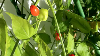 Перцы в июле всегда поливаю этим настоем: урожая настолько много, что приходится раздавать соседям