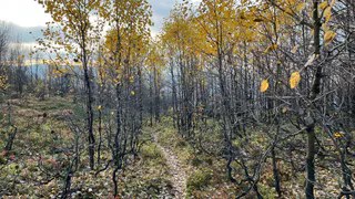 В населённом пункте Коми охотники выполняют добычу медведя
