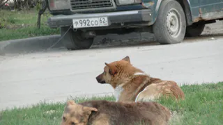 В Рязани планируют открыть второй центр для бездомных животных