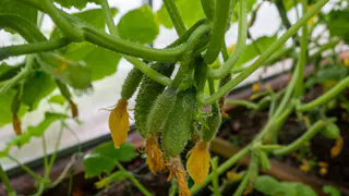 Добавляю крупу в воду — огурцов собираю больше, чем фермеры в Китае: по 1 ведру с куста на копеечном удобрении 