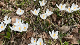 В столице Коми станет больше цветников