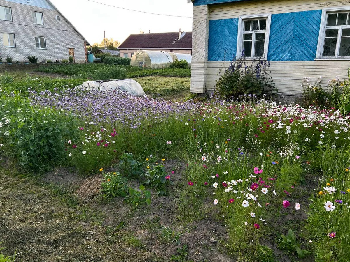 В августе вношу две пригоршни на грядки — к весне почва превосходит чернозем, а паразиты пропадают полностью