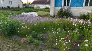 В августе вношу две пригоршни на грядки — к весне почва превосходит чернозем, а паразиты пропадают полностью