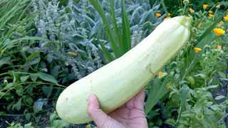 Когда кабачки уже девать некуда, готовлю по две сковородки: вкусная намазка-закуска на хлеб из кабачков за 20 минут - едим ложками