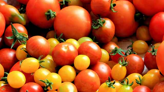 Гибрид: ранний и высокоурожайный томат для любых климатических условий