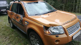 Рязанец сбил лося: животное погибло