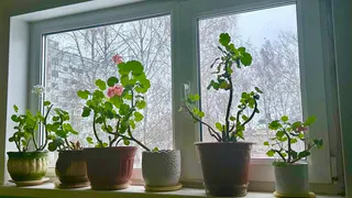 В феврале даю гераням «болтушку» — на окне красота: старые кусты и свежие черенки рвутся перецвести друг друга