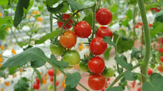 Два сорта томатов, которые не боятся жажды: растут где угодно