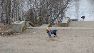 Женщина лишилась денег при покупке щенка в Коми