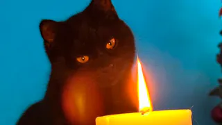 Учёные выяснили, почему кошки кусаются, когда их гладят: дело не в характере