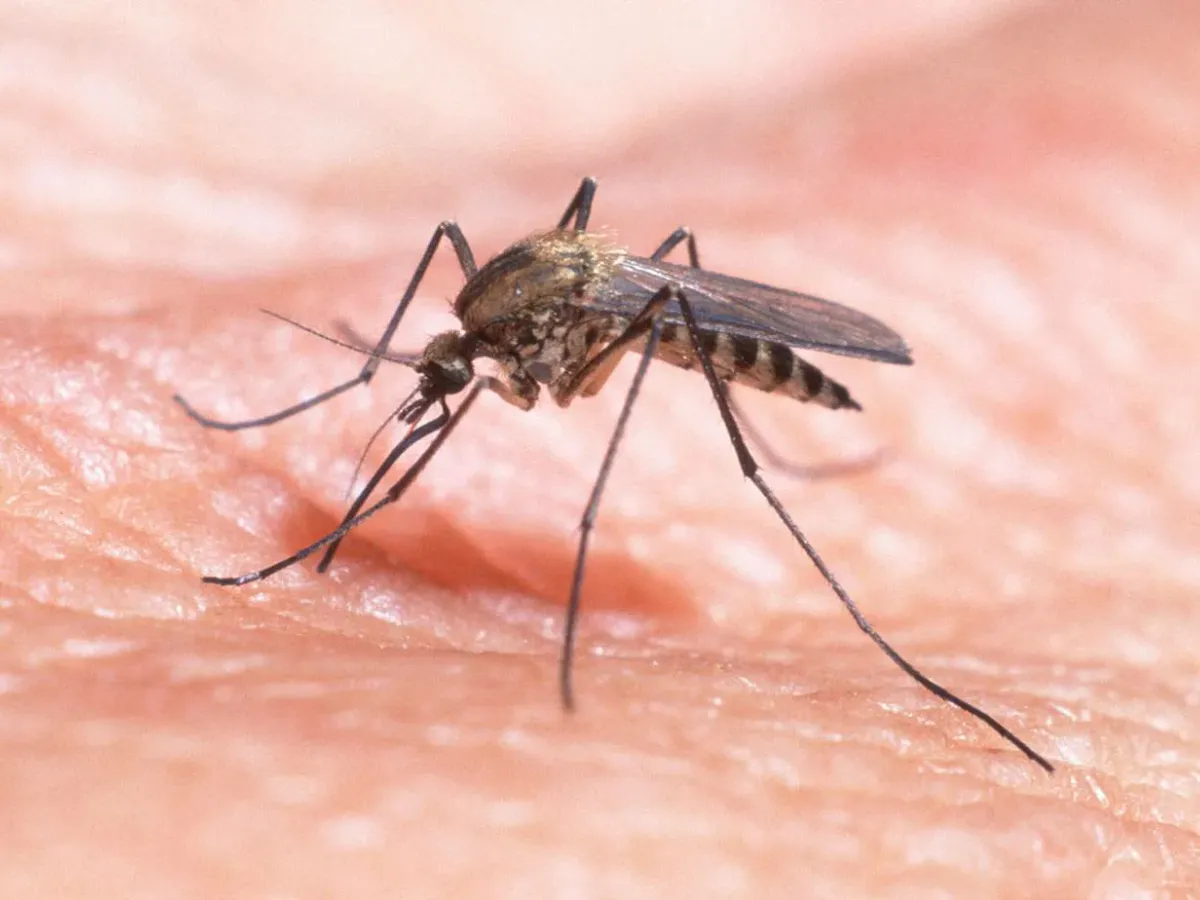 Вирусолог развеял страхи россиян о чикунгунье: "Наш климат - лучшая защита"