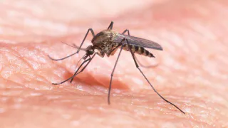Вирусолог развеял страхи россиян о чикунгунье: "Наш климат - лучшая защита"