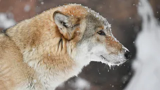 В окрестностях Сыктывкара охотники добыли волка