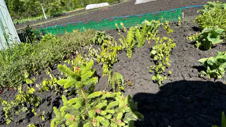 Был назван самый вредный овощ после картофеля: летом мы едим его каждый день всей семьей. А он очень опасен 