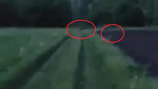 В Рязанской области жители жалуются на полчища диких кабанов