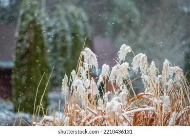 Встречаем первые заморозки