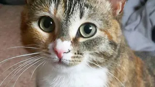 Плюшевые лапки: отдайте голос за лучшего кота