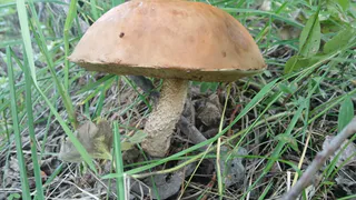 Любителей грибов будут задерживать и штрафовать: жёсткое правило с 12 августа 2025 года