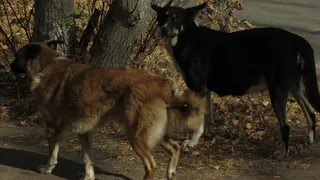 В Рязани объявлен конкурс на лучшее название приюта для животных