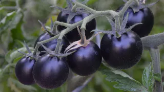 Посадила чёрный томат — на другие и смотреть не хочется: затмил сладостью все красные и жёлтые помидоры