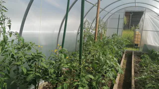 Не огурчики, а сокровище: завязываются в любую погоду — урожай пикулей через 35 дней будете собирать ведрами ежедневно