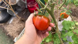 Едим свои помидоры, когда у соседей еще только цветут: 3 резвых сорта + простой прием - мой секрет раннего урожая