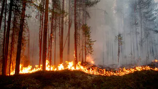 За 2023 год в Пензенской области зафиксировано 23 лесных пожара