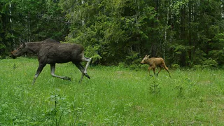 Лосиная семья попала в объективы фотоловушек во Владимирской области