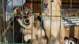 На разработку проекта приюта для животных под Рязанью направили 14,1 млн рублей