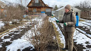 Пшикаю 1 средство, и слизни дают деру с огорода — обработала сад в марте и спасла урожай