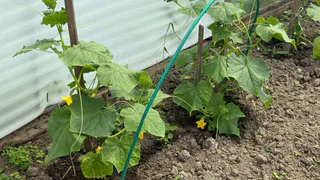 Добавьте всего 5 капель: и огурцы в момент попрут в рост — урожай взлетит в 2 раза